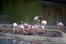 Zwergflamingos_1.jpg